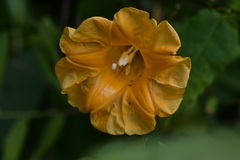 Ipomoea aurantiaca