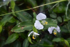 Commelina erecta erecta