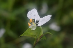 Commelina erecta erecta