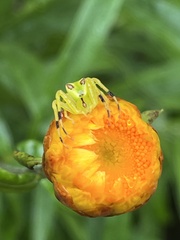 Sidymella rubrosignata