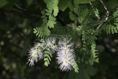 Mimosa benthamii