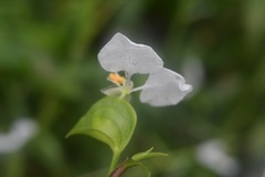 Commelina erecta erecta