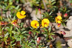 Pultenaea pedunculata