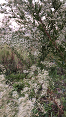 Eupatorium compositifolium