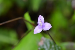 Tripogandra amplexicaulis