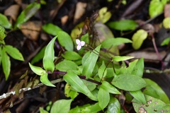 Tripogandra amplexicaulis
