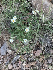 Melampodium cinereum