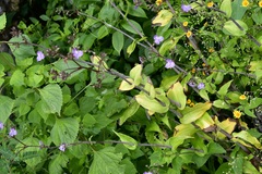 Tripogandra amplexicaulis