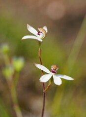 Caladenia cucullata