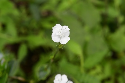 Callisia gentlei (Callisia gentlei)