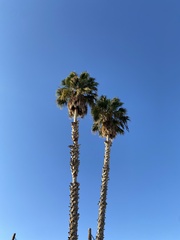 Washingtonia