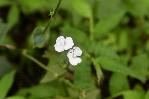 Callisia gentlei