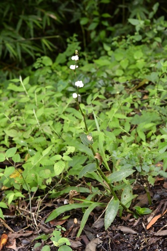 Callisia gentlei, photograph 3