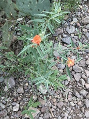 Sphaeralcea hastulata