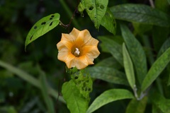 Ipomoea aurantiaca