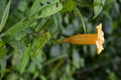Ipomoea aurantiaca