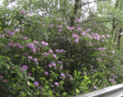 Rhododendron ponticum