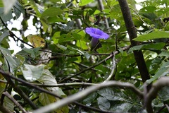 Ipomoea lindenii