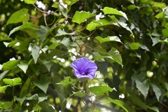 Ipomoea lindenii