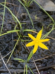Hypoxis hygrometrica