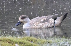 Lophonetta specularioides