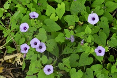 Ipomoea trifida