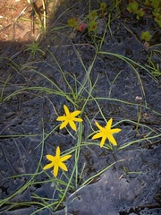 Hypoxis hygrometrica