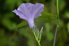 Ipomoea trifida