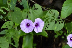 Ipomoea trifida