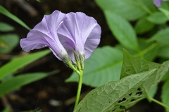 Ipomoea trifida