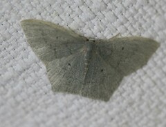 Maxates centrophylla