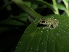 Pristimantis pteridophilus