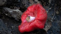 Secotium fragariosum