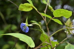 Jacquemontia pentanthos