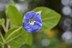 Jacquemontia pentanthos