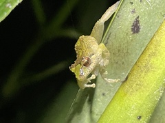 Pristimantis pteridophilus