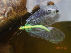 Apertochrysa edwardsi