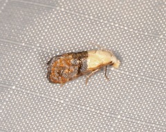 Eugnosta erigeronana