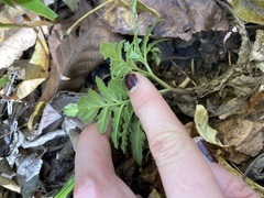 Sceptridium biternatum