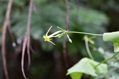 Rytidostylis gracilis