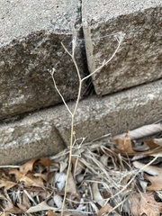 Torilis arvensis
