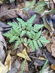 Sceptridium biternatum