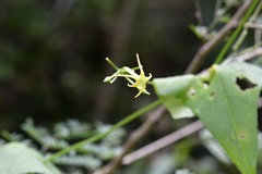 Rytidostylis gracilis