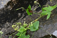 Rytidostylis gracilis