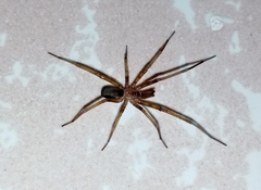 Filistata insidiatrix