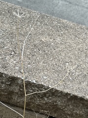 Torilis arvensis