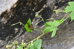 Rytidostylis gracilis