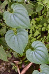 Dioscorea carpomaculata