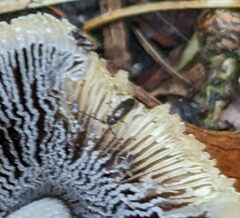 Tomocerinae