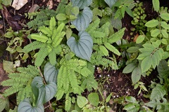 Dioscorea carpomaculata